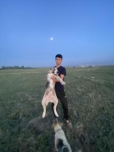 аргентинский дог: Алабай, 4 месяца, Самец, С прививкой — 2