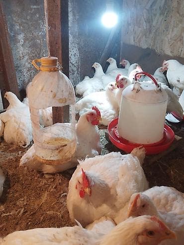 корм для голубей: Продаю | Куры | Бройлерная | На забой — 3