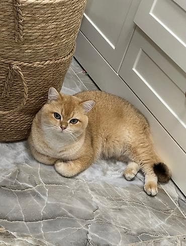 Британская короткошёрстная, 2 года, Мальчик, Золотая шиншилла, Приучена к лотку