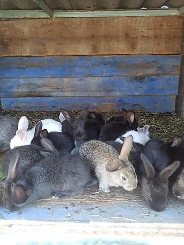 продаю кролов: Продаю | Крольчата | Для разведения | Племенные — 4