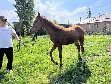 продать животных: Продаю | Кобыла (самка) | Конный спорт — 2