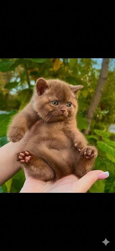 карманные собаки: Британская короткошёрстная, 2 месяца, Мальчик, Голубой — 1