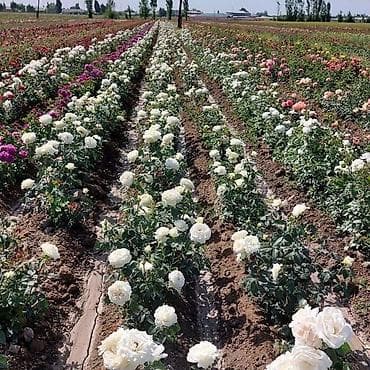 роза на штамбе: Продаю саженцы роз.Вьющийсяминирозы .куставые — 6