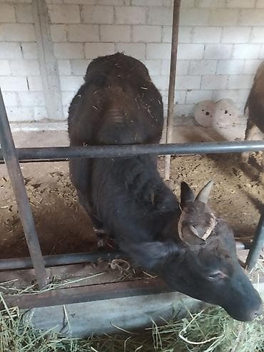 С/х животные и товары: Продаю | Бык (самец) | На откорм | Привязанные — 5