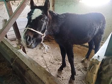 лошади данчак: Продаю | Жеребенок | Рабочий — 2