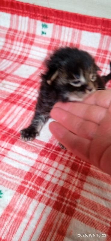 купить кошку манчкин: Мейн-Куны 🥰🥰🥰 Предлагаются к брони котята Рысята ❤️ — 8