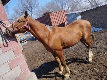 бээ дончак: Продаю | Конь (самец) | Дончак | Конный спорт | Племенные — 3