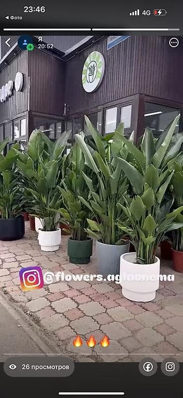 Крупномерные комнатные растения в декоративных кашпо - Эффектные