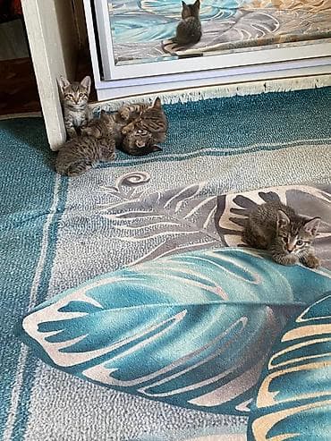 black cat: Котята 1,5 мес отдам в хорошие руки — 1
