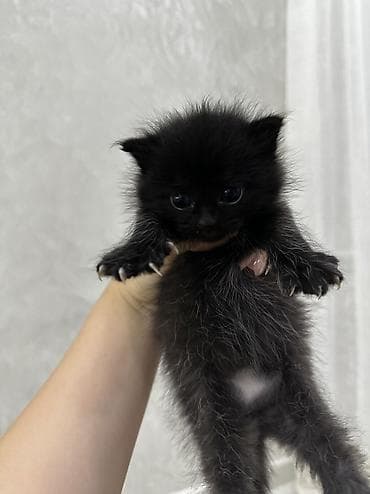 американская вислоухая кошка: 1 месяц, Мальчик, Приучена к лотку — 2