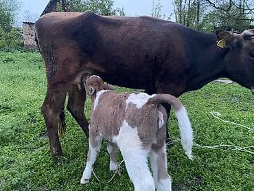 Продаю | Корова (самка) | Полукровка | Для молока | После отела