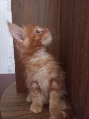 кошка мейкун: 🐾🐈Предлагаются к ранней брони очаровательные котята мейн-кун — 5