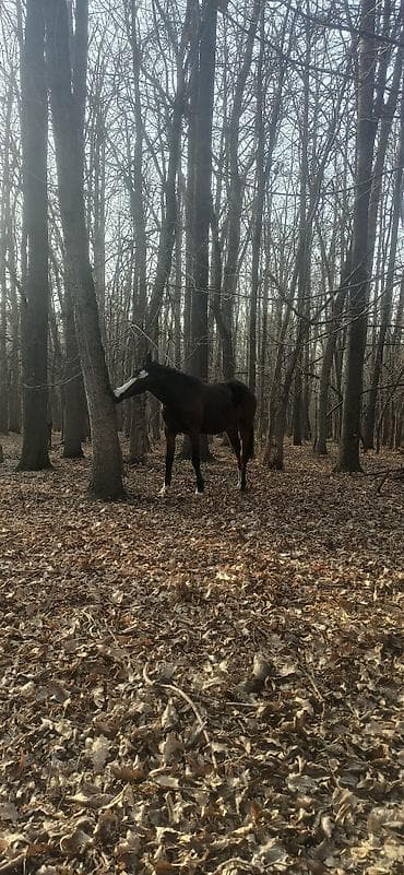 уй жылкы: Сатам | Бээ (ургаачы) | Англиялык | Сүт алуу үчүн — 4