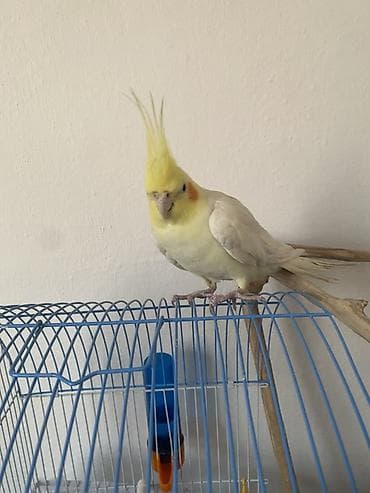 продажа попугаев жако: Продаю Попугая самец, полтора года, птица живучая от испуга или холода — 3