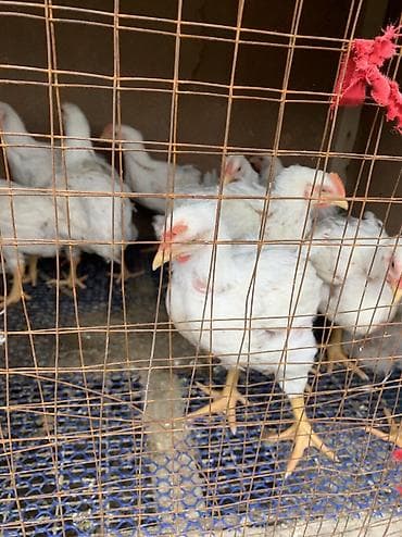 узи для животных бишкек: Продаю | Куры, Петух | РОСС 308, Бройлерная | На забой — 4