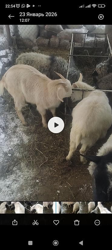Кургаткычтар: Молодые козы, Зоонинской породы и битал белые и светло-кремовые. На — 5