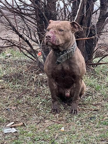 Отдам даром собаку: Вязка: Питбуль, Самец, 1 год, С прививкой, С родословной — 1
