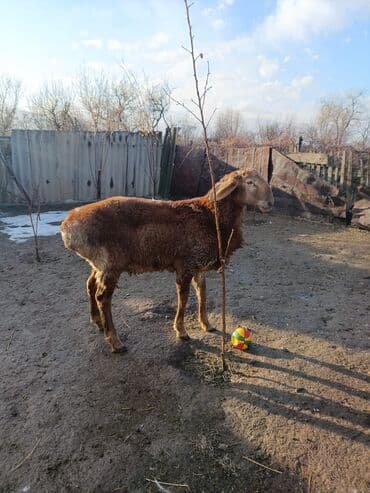 Продаю | Баран (самец) | Арашан | Для разведения