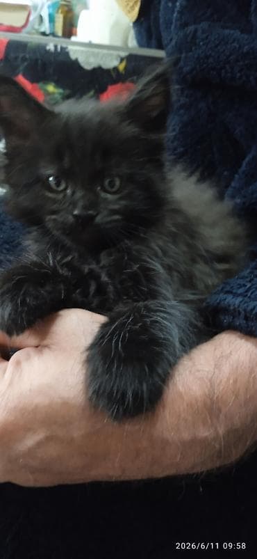 кошки маин кун: Мейн-кун, 2 месяца, Девочка, Приучена к лотку, Проглистована — 10