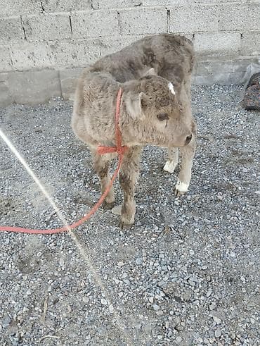 купить таксу: Продаю | Музоо, торпок | Полукровка | Для разведения | Искусственник — 2