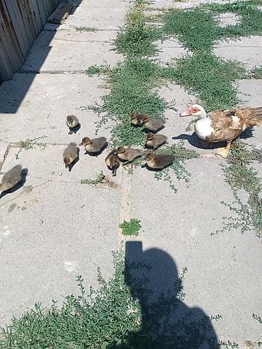 С/х животные и товары: Продаю утка с утятами домашний Мускусные утята (индоутка) - Порода — 2
