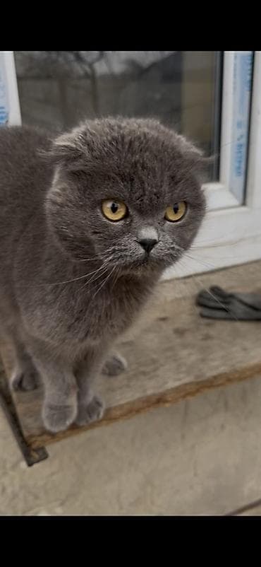 black cat: Шотландская вислоухая кошка (Scottish Fold), окрас — сплошной серый — 2
