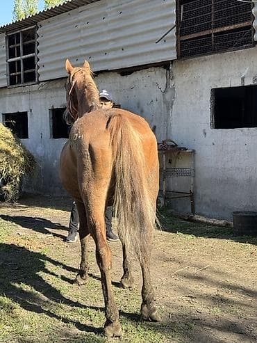gps трекер для коров: Продаю | Кобыла (самка) | Дончак | Для молока, Рабочий | Племенные — 2