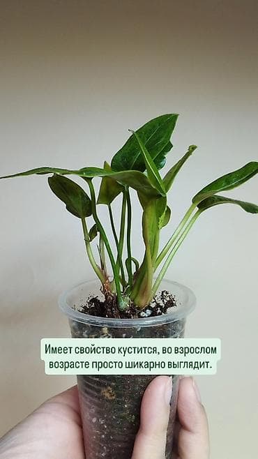 антуриум: В продаже ❇️ Вариегатный Липовидный Гибискус (укоренен из — 8