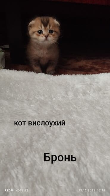где купить кошку в бишкеке: Скотиш Страйт (Шотландская прямоухая), 1 месяц, Девочка, Приучена к лотку — 6