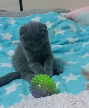 шотландская вислоухая кошка бишкек: Скотиш фолд( Шотландская вислоухая) Мальчик 2.5 месяца Приучен к — 1