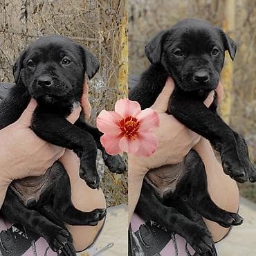 canada goose: Срочно!!! Отдадим щенков неравнодушным людям!!!Щенки метисы среднего — 7