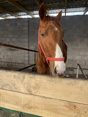 конный завод донской продажа лошадей: Продаю | Жеребец | Дончак | Конный спорт — 3