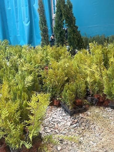 корзинка для фруктов купить: Туя западная Смарагд — декоративные хвойные растения для живых — 2