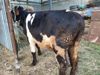 сколько стоит порода собаки доберман: Продаю | Бык (самец) | Герефорд, Алатауская | Для разведения, На откорм — 3