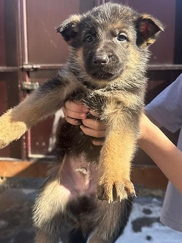 голиштин уйлар: Щенки немецкой овчарки Цена договорная - На фото — помёт щенков от — 6