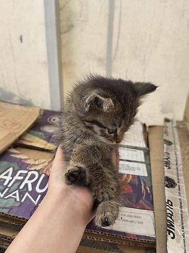 отдам даром котенка бишкек: Кошка даром: Беспородная, 1 месяц, Мальчик — 3
