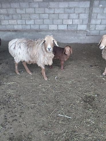 питбуль кара балта: Продаю | Овца (самка) | Для разведения — 3