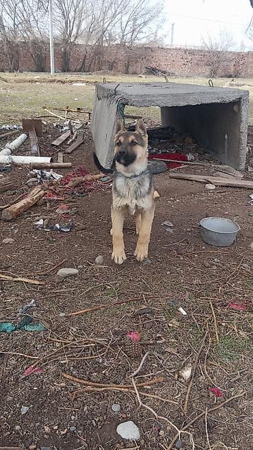 Щенок средних размеров, типаж овчарки. Примерный возраст — молодая