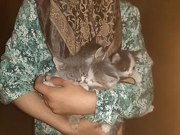 Котята, помёт из 4 малышей. - Окрас: серо-белые (несколько оттенков) — 5
