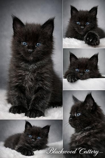 кукуруза сорт маями: Порода: Мейн-кун Окрас: чёрный (solid black) Тип шерсти: длинная — 2