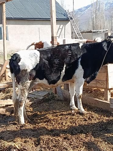 Аквариумдар: Сатам | Уй (ургаачы) | Көбөйтүү үчүн, Сүт алуу үчүн — 4