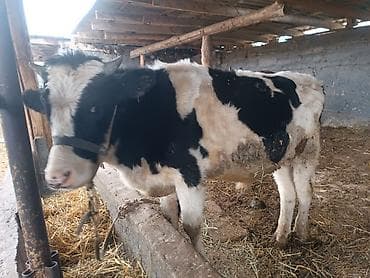 коня: Продаю | Бык (самец) | Для разведения, На откорм | Привязанные — 2