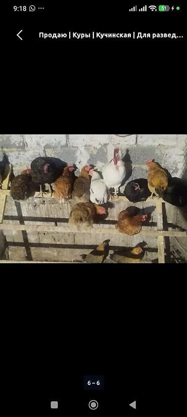 Күрптөр: Сатам | Тооктор | Кучинская | Көбөйтүү үчүн — 2