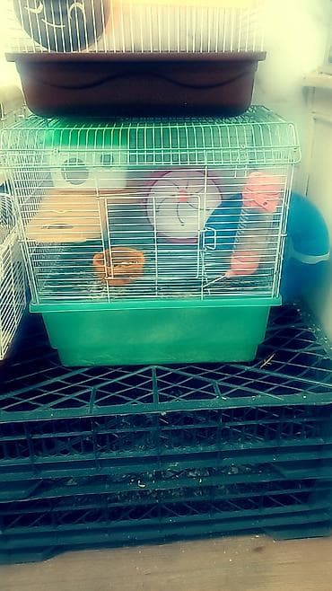 сирийские хомяки: Большая двухэтажная клетка + 1 хомячок всего за 1500 сом. любая на — 9