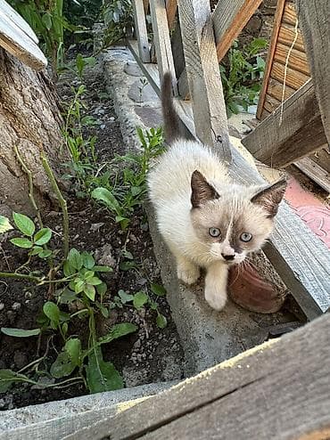 шенки овчарка: Отдадим кошечку бесплатно в хорошие руки😊Кушает сама, к лотку — 1