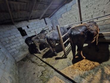 в добрые руки собаку: Продаю | Бык (самец), Тёлка | На забой — 10