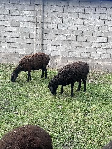 цыплята бройлера токмок: Продаю | Ягненок | На забой — 6