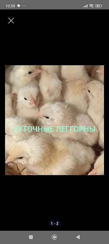 Үй жаныбарлары: Сатам | Балапандар | Леггорн | Көбөйтүү үчүн — 1