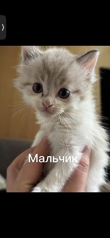 Кошка даром: Беспородная, 3 месяца, Мальчик
