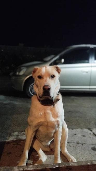 цена американского питбуля: Чистокровный Алабай 2 годика, девочка-девственница) Бойцовская линия) — 3